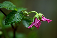 Decorative image of a salmonberry flower