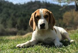 beagle sitting in sun on hillside