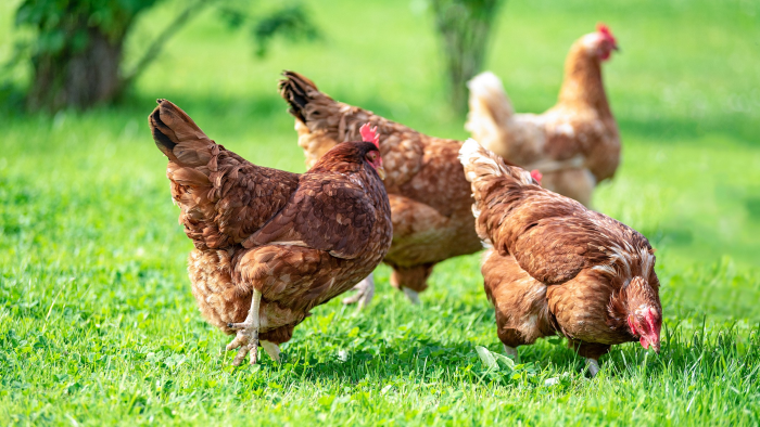 Chickens.png