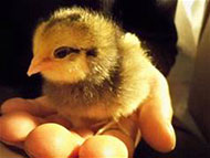 baby chick