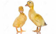 baby ducklings
