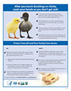Chick handling