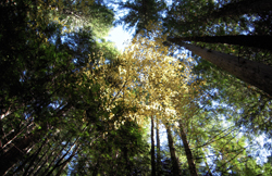 sunny forest view