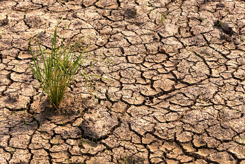 Image of dried up and cracked soil with one small green leaved plant