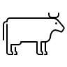 A cow