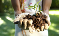 gardener holding soil and small plant