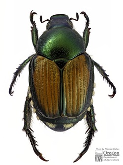 japanese beetle