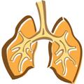 Drawing of lungs