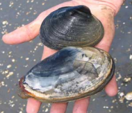 Bay clams