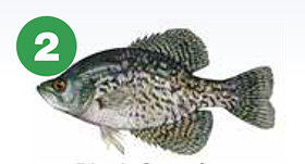 black crappie 2 meals