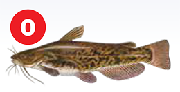 brown bullhead zero meals