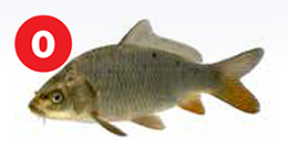 carp zero meals