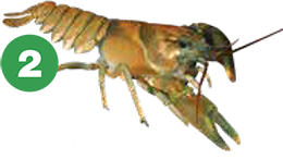 crayfish 2 meals