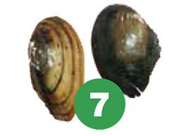 mussels 7 meals