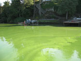 A pond with bright green water. The top of the water looks like spilled paint.