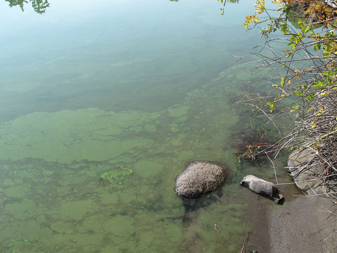 A bloom along the shore. It looks like green spilled paint.