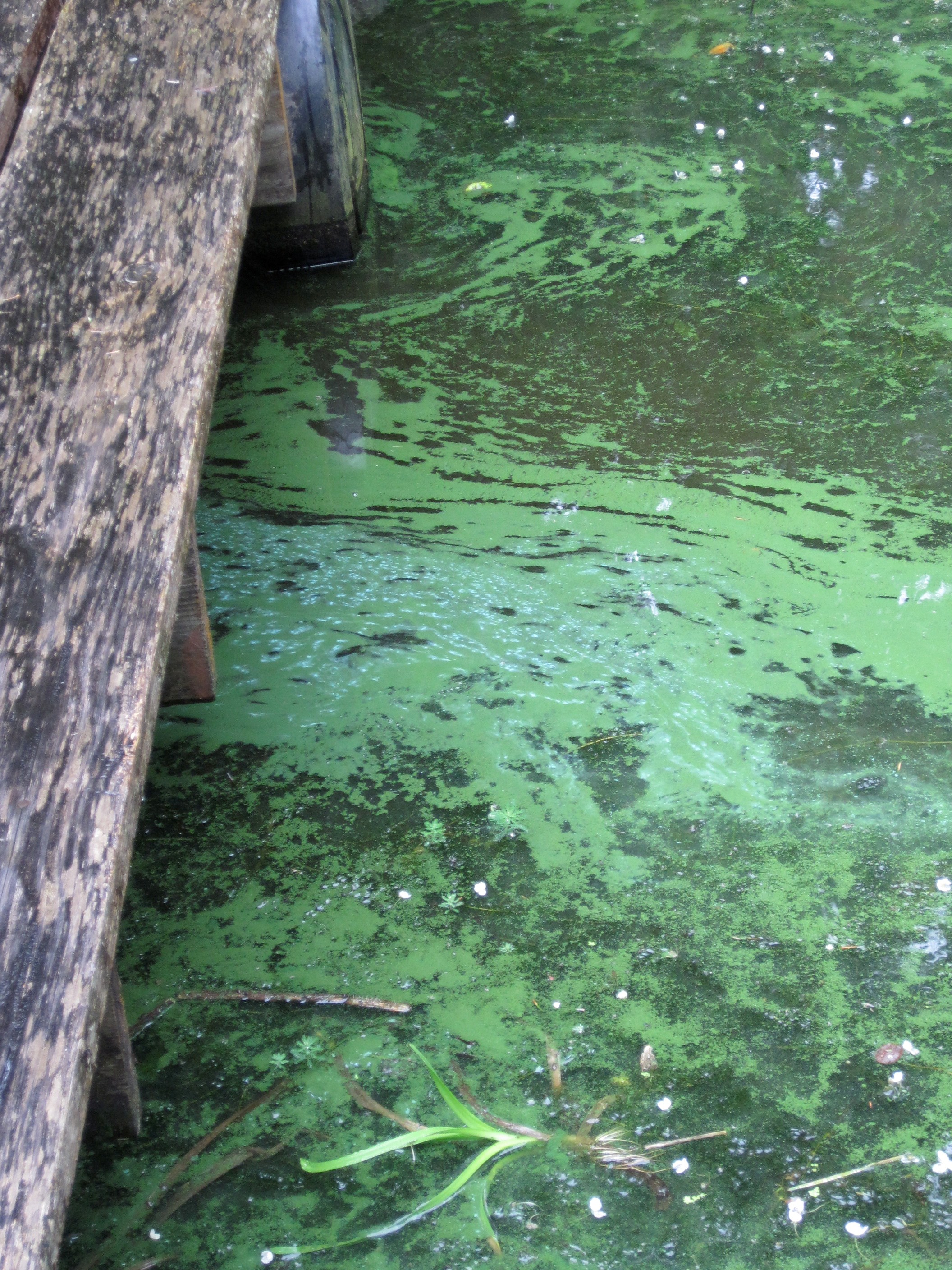 A bloom alongside a dock. It looks like bright green spilled paint on the water's surface.