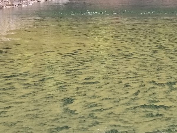 A brownish-green bloom on the surface of a lake.