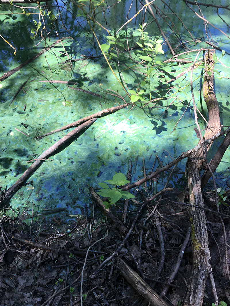 A bloom along the shore of a waterbody. The water looks like blue-green paint has been spilled on top.