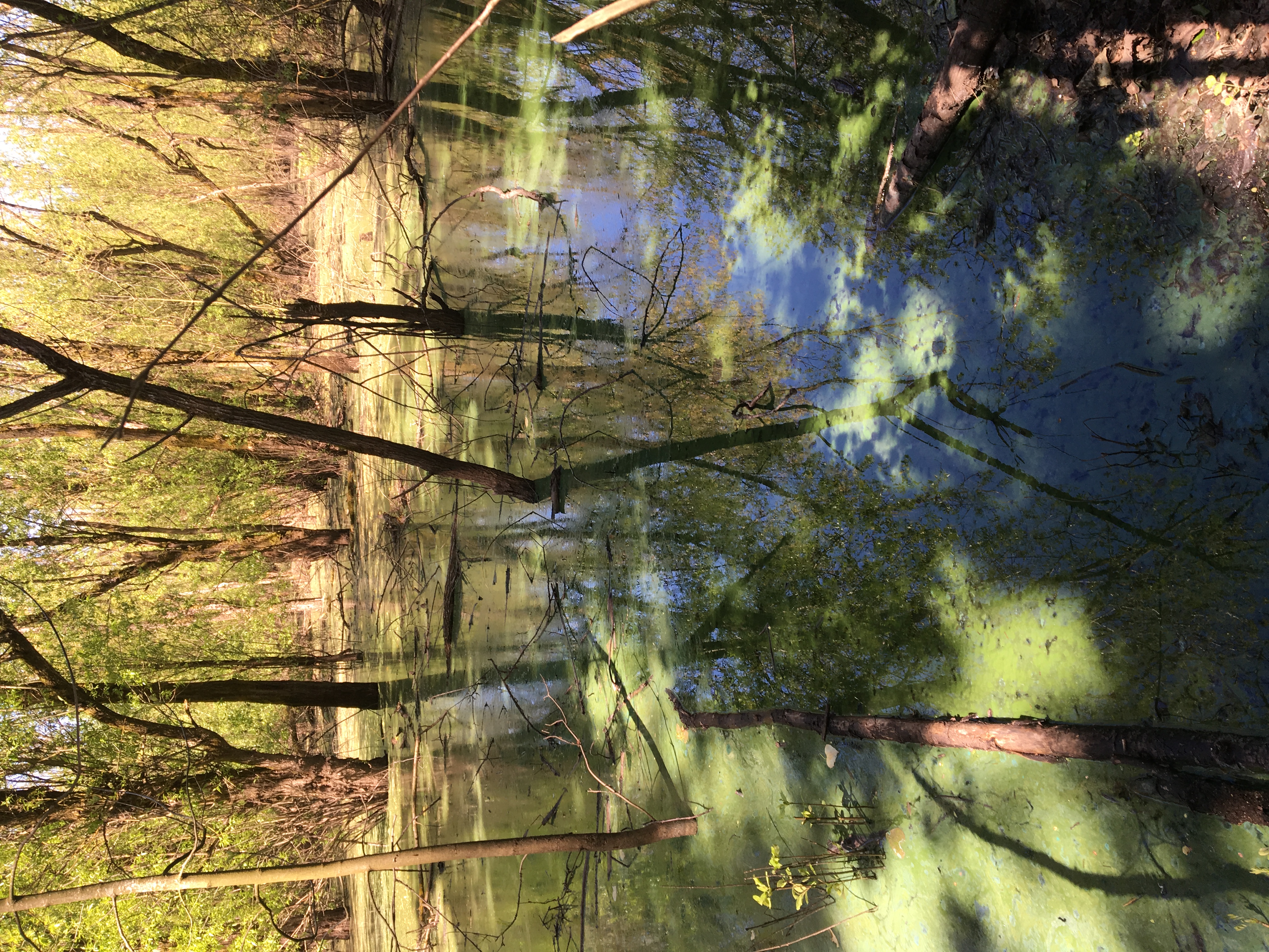 A waterbody with many trees growing out of it. Some have fallen into the water. The surface of the water is green.
