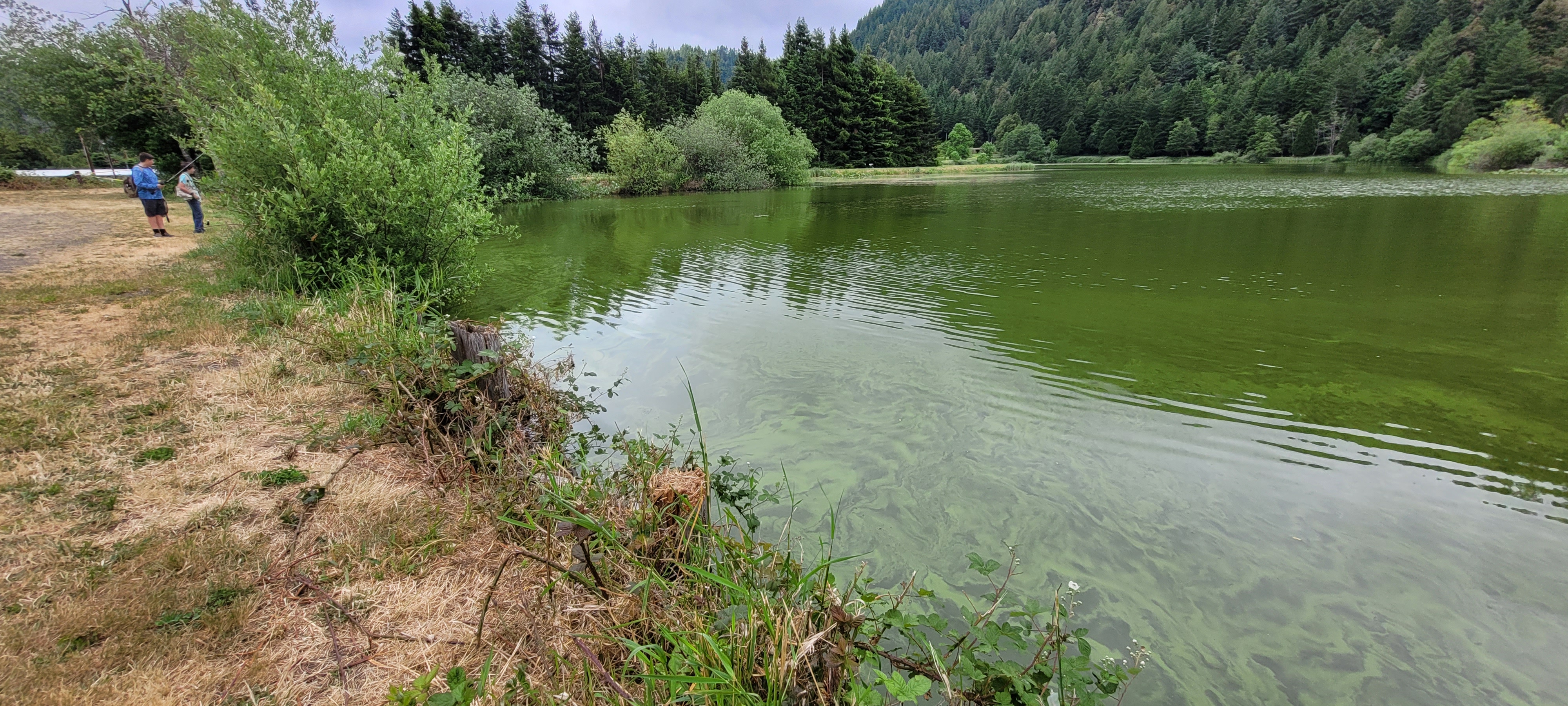 A pond with an active bloom. The surface of the water looks as if someone spilled bright green paint.