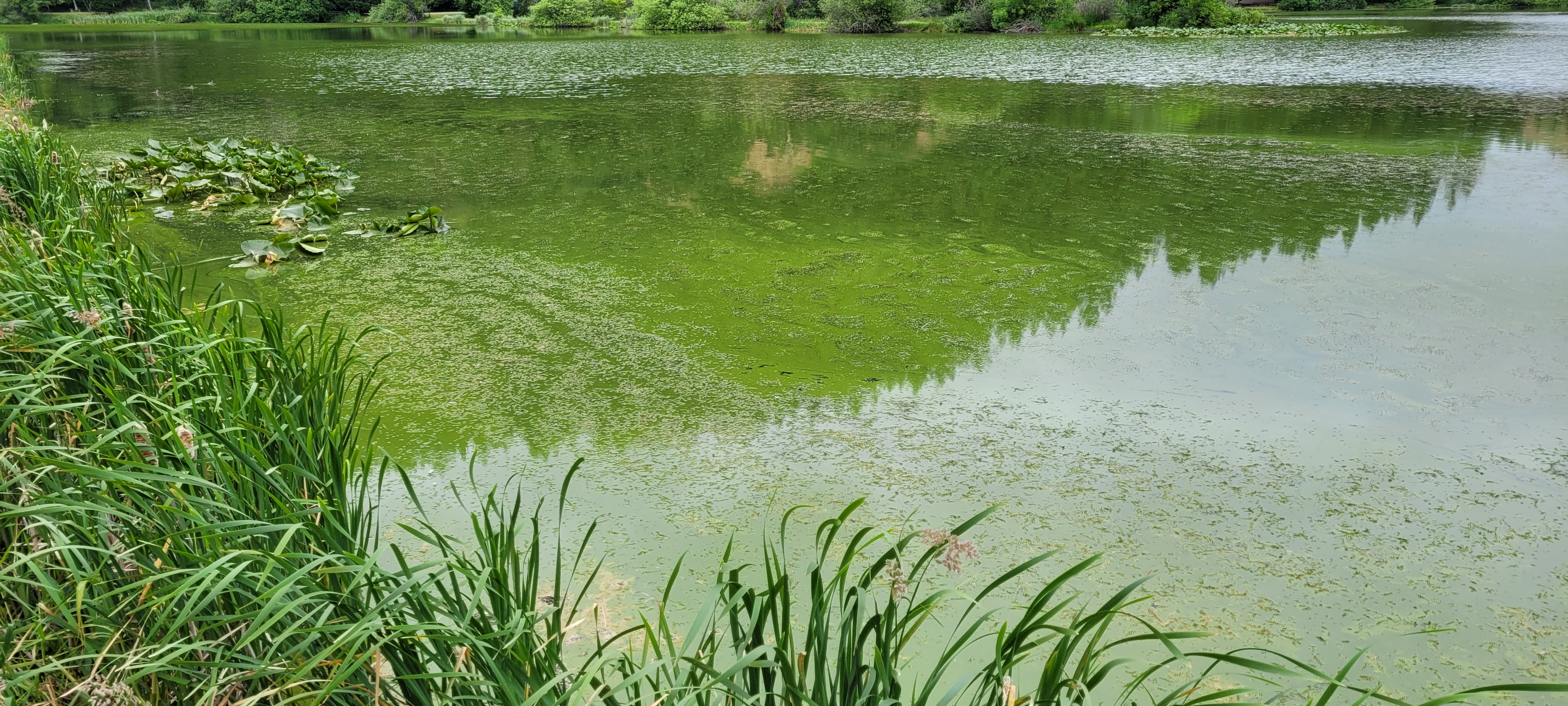 Bright green water during a bloom