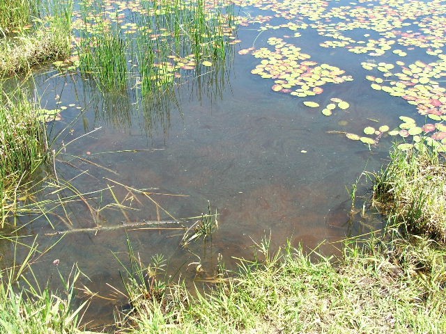 Water with a brown appearance.