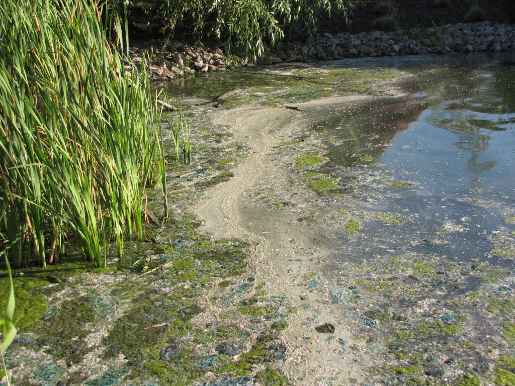 A pond with brown and green water.