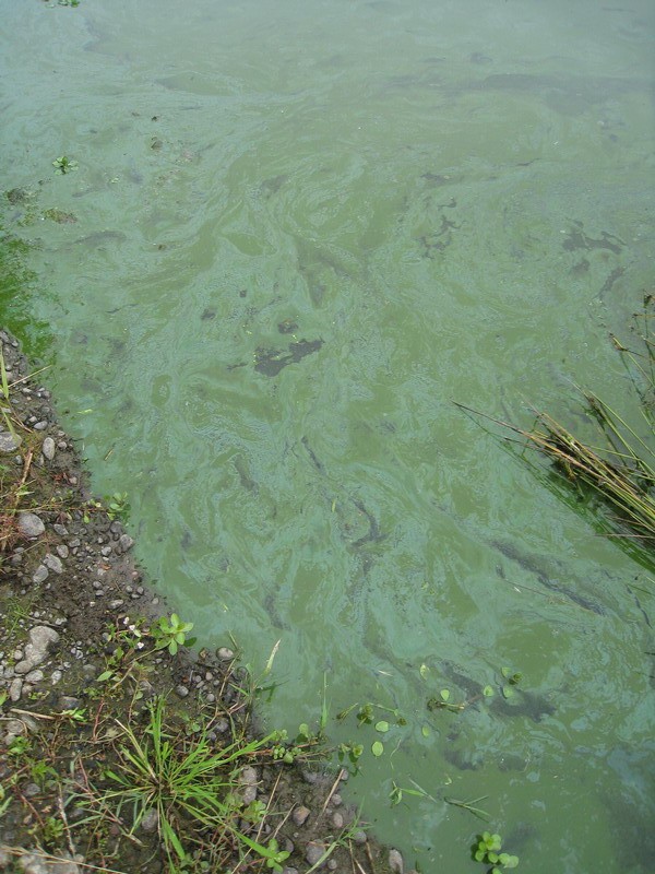 A pond with an active bloom. The water looks like light green paint has been spilled on it.