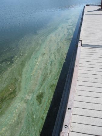 A bloom along a dock. The water looks like blue-green paint has been spilled on top.