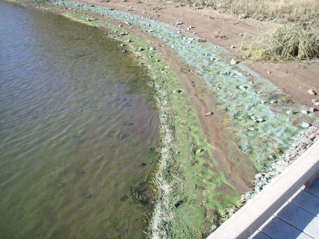A bloom at the water's edge. The water has a green tint and green scum is drying on the shore.