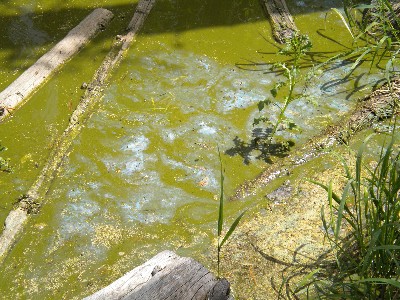 A pea-green bloom near the edge of the water.