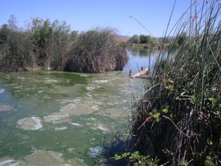 A bloom in a marshy area. The surface of the water is covered in green scum.