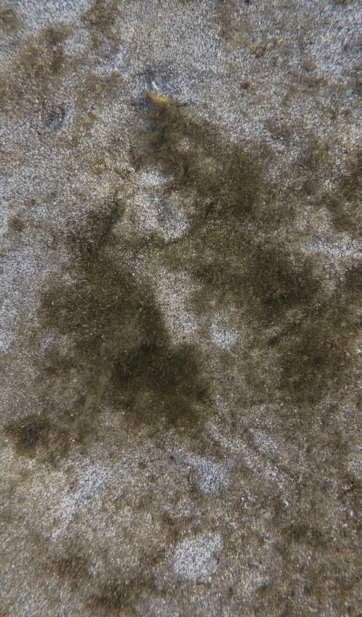A benethic bloom that appears like many small brown pieces on the sand underwater.