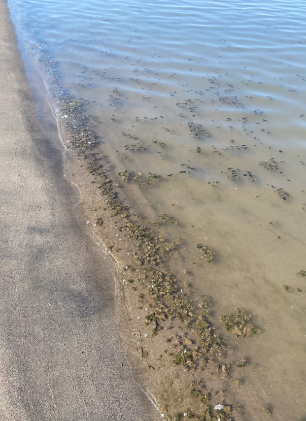 Tiny pieces of brown benthic mats on the shore.