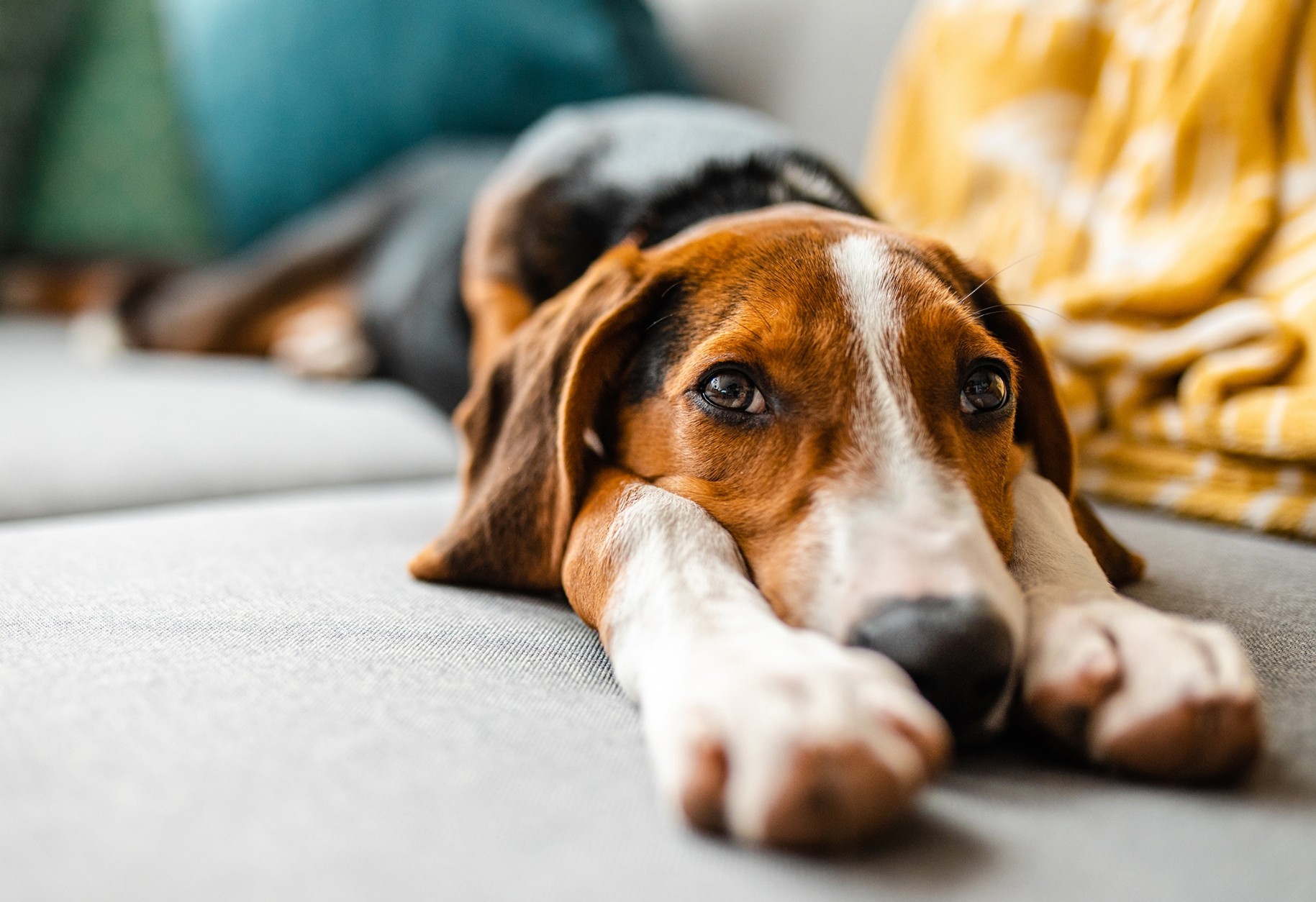 A hound dog stretched out on a gray couch, appearing tired.