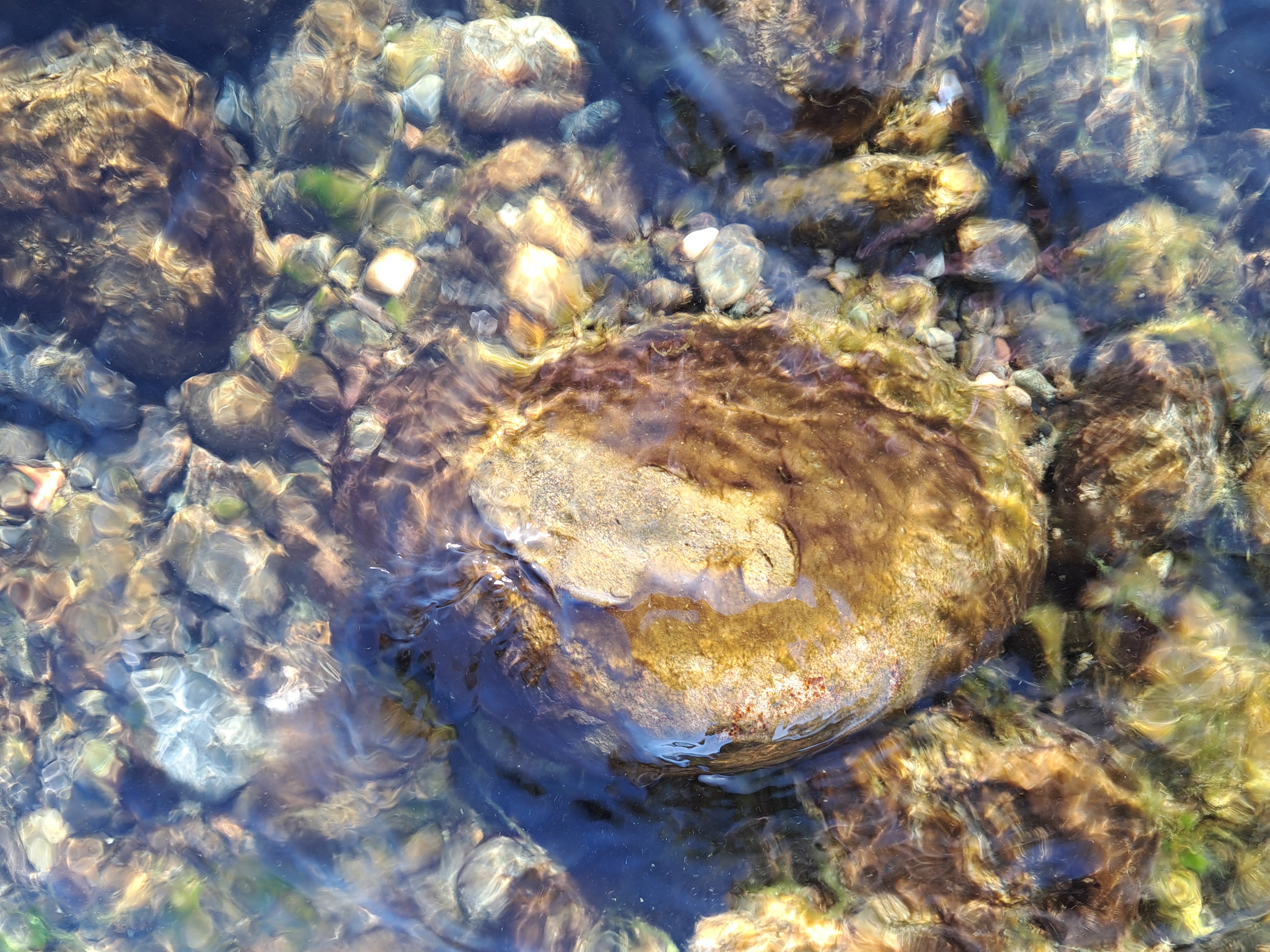 A benthic bloom. It is brown and attached to a rock.