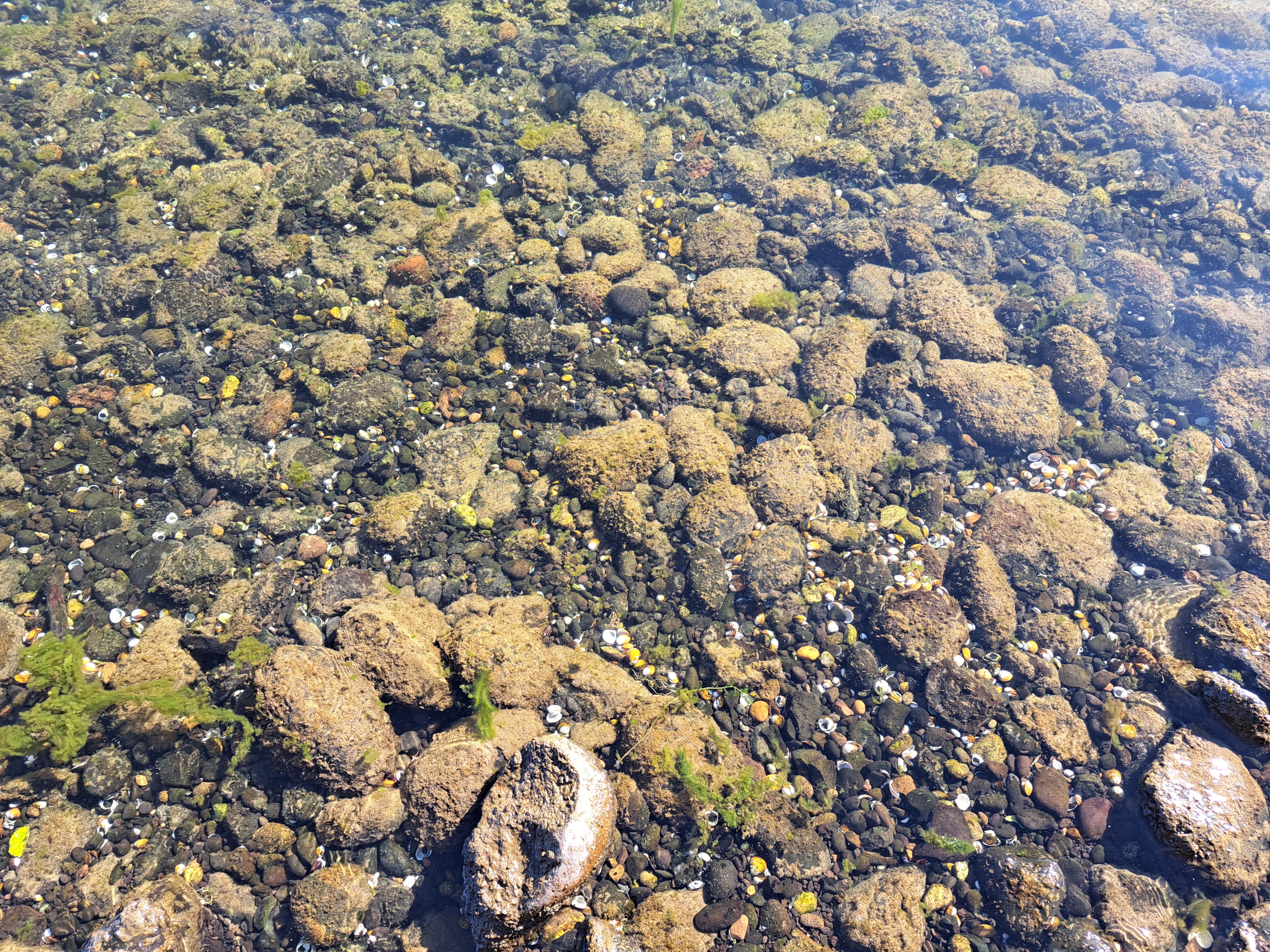 A benthic bloom. It looks like brown algae attached to rocks.