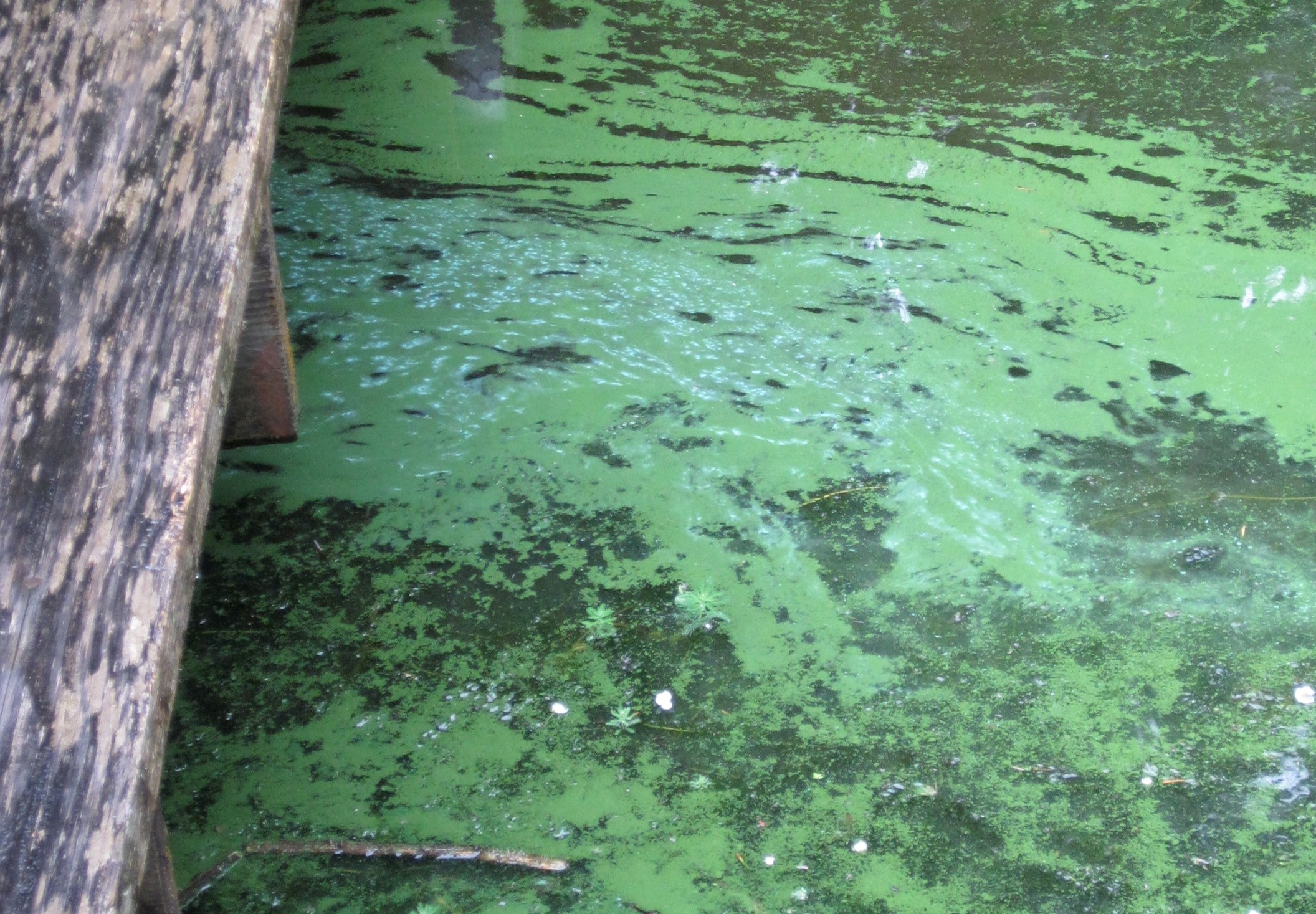 A planktonic bloom. The water looks like light green paint has been spilled on top.