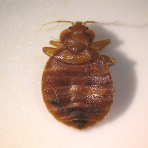 bed bug