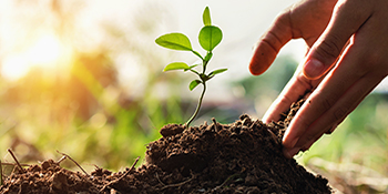 soil and plant