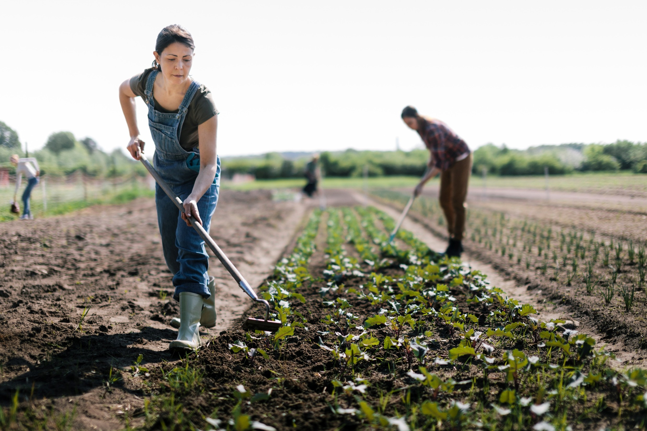 Several workers tending a field of green plants.