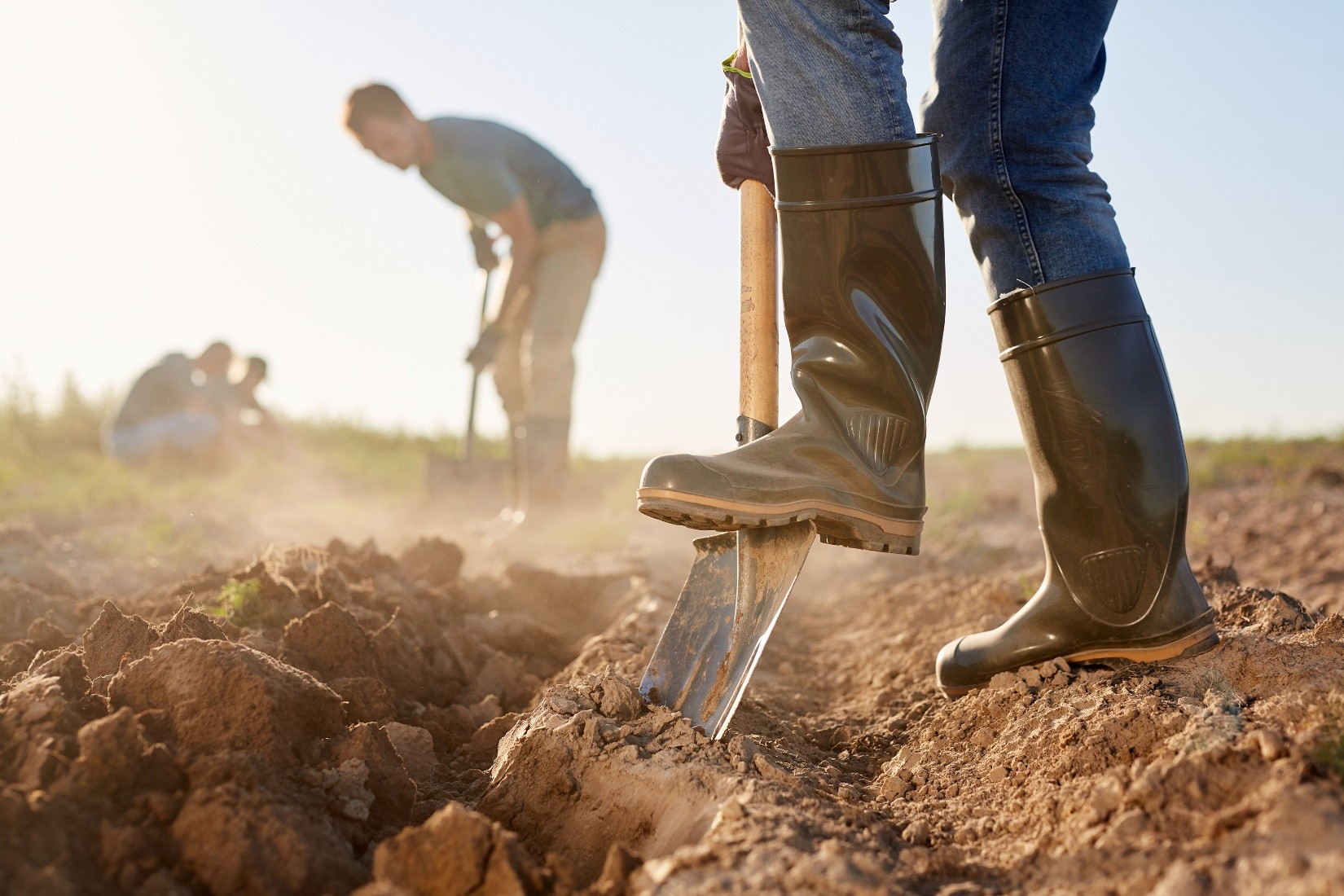 Workers digging with shovels in a dusty field.