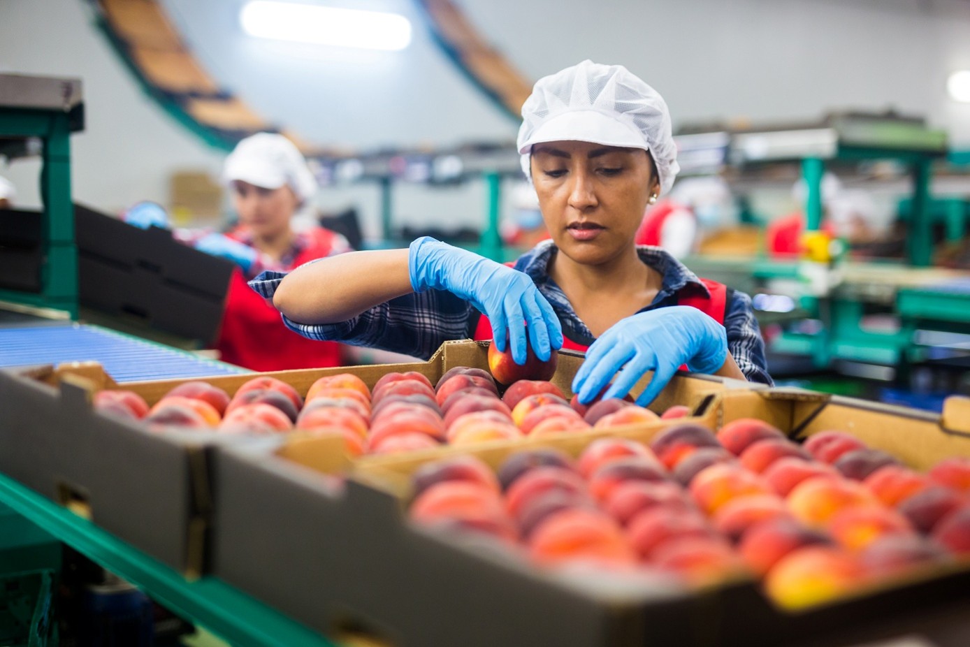 Workers sorting peaches into boxes.