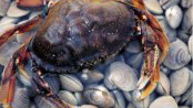 shellfish