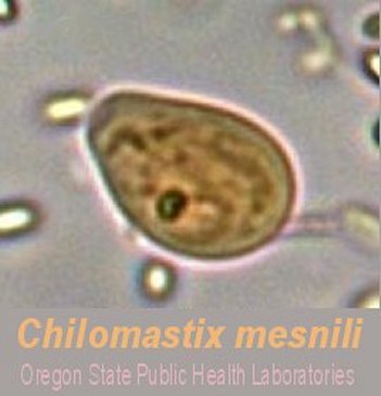 Chilomastix mesnili image