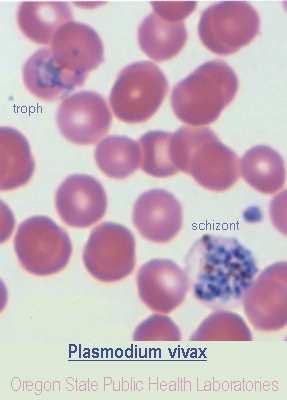 Plasmodium vivax
