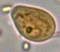 Chilomastix mesnili image