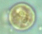 Entamoeba hartmanni Image