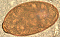 Nanophyetus species